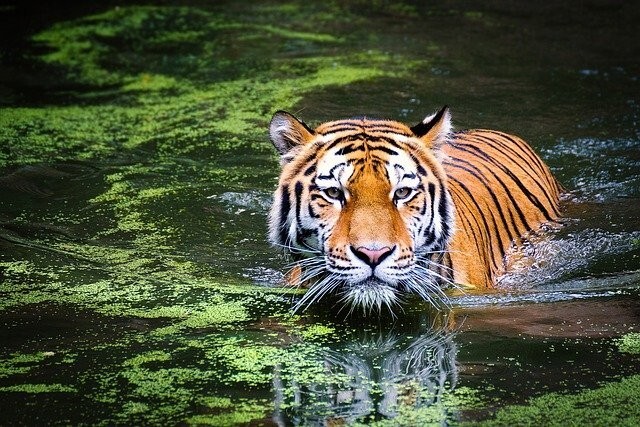 Pulling Out the Claws: “Tiger King” Joe Exotic Sues Alleged Former Music Collaborator