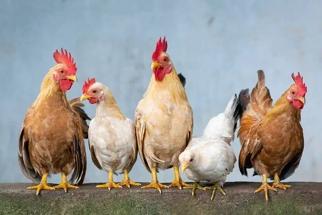 Clucking Furious Customers Squawk at Buffalo Wild Wings in Boneless Wing Lawsuit